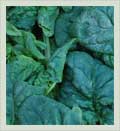 Sarteano - Spinach sold at local market